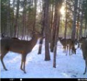 Picture of deer feeding in woods