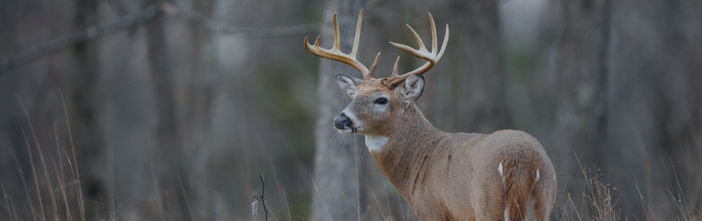 White-tailed 10 point buck standing in a field