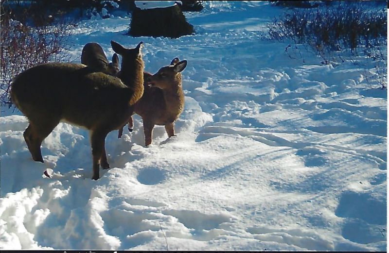 deer in winter aroostook county maine