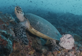 Photo of turtle underwater